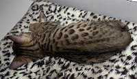 SierraGold Bengals: Lancelot naps after a hard day's play.  <br>